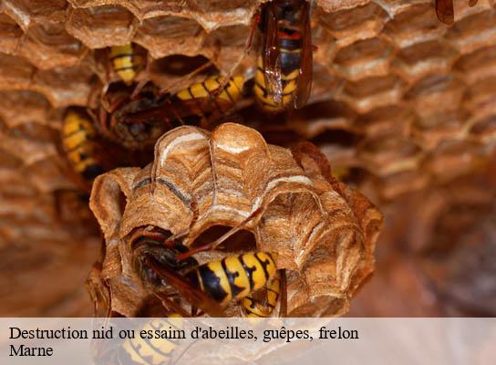 Destruction nid ou essaim d'abeilles, guêpes, frelon 51 Marne  Presence 3d destruction nuisible 