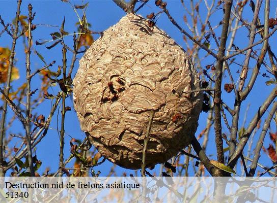 Destruction nid de frelons asiatique  vouillers-51340 Presence 3d destruction nuisible 