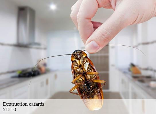 Destruction cafards  cheniers-51510 Presence 3d destruction nuisible 